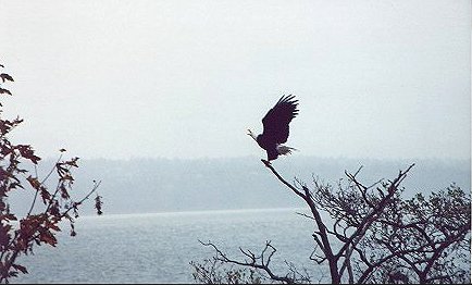 Eagle Landing